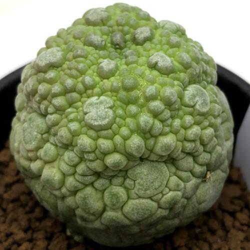 多肉植物：プセウドリトス ミギウルティヌス*幅4cm 現品！一品限り