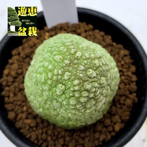 多肉植物：プセウドリトス ミギウルティヌス*幅3.8cm 現品
