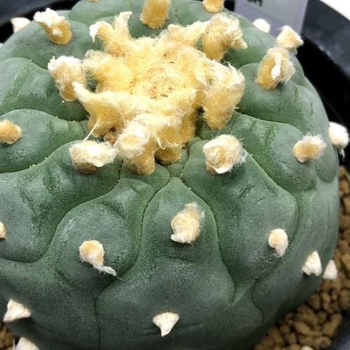高質で安価 サボテン ロフォフォラ 銀冠玉 幅7 5ｃｍ 現品 一品限り リアルサープラス