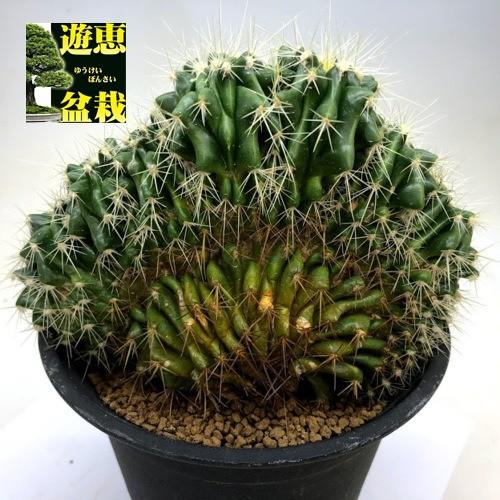 サボテン　エキノカクタ　金鯱錦　実根苗 楽天市場】サボテン：エキノカクタス 金鯱*S 幅4cm ☆赤松実生
