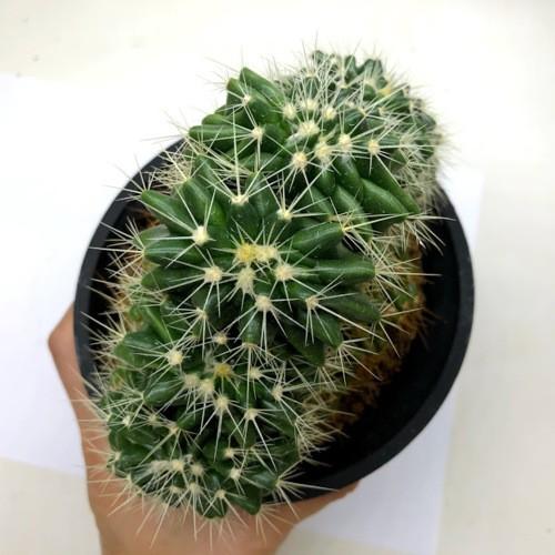 サボテン：エキノカクタス 金鯱綴化*幅14cm 現品 一品限り