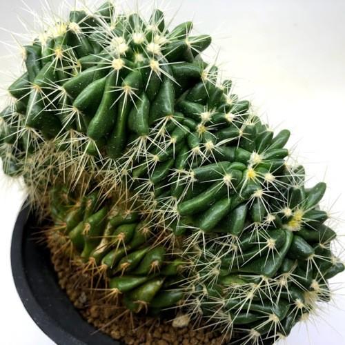 エキノカクタス　金鯱　鉢のまま発送 エキノカクタス 金鯱 鉢のまま発送 - メルカリ