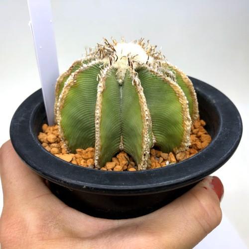 サボテン：アズテキウム ヒントニー*幅7cm 現品 一品限り 