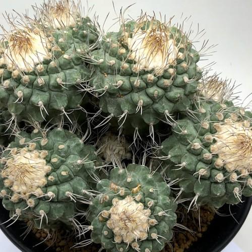 サボテン：ストロンボカクタス 菊水 群生 自根*全幅16cm 現品