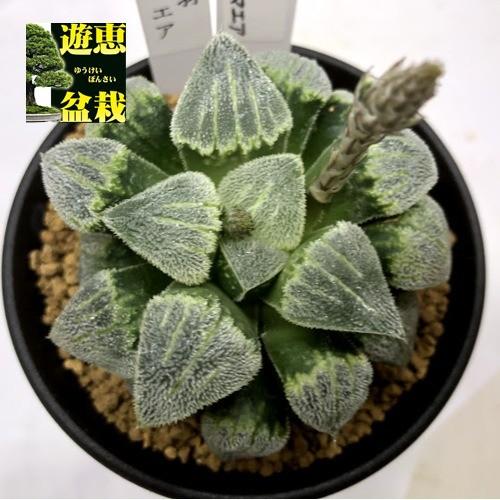 多肉植物：ハオルチア 特白毛羽ピグマエア*幅6.5cm 現品！一品限り