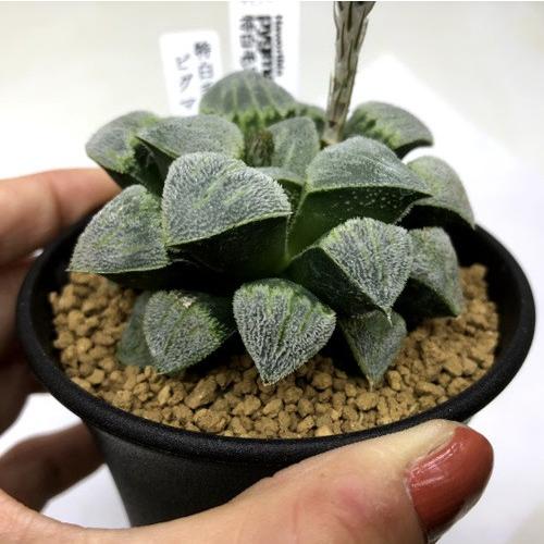 多肉植物：ハオルチア 特白毛羽ピグマエア*幅6.5cm 現品！一品限り
