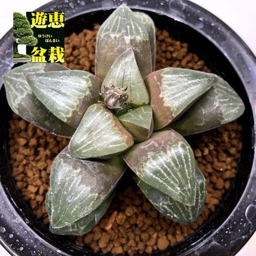 ❣️厳選❣️多肉植物❣️ハオルチア❣️ムチカ❣️群生株❣️鉢ごと❣️ 多肉植物：ハオルチア シルバームチカ*幅5.5cm : 遊恵盆栽