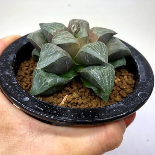 多肉植物：ハオルチア ムチカ*幅8cm 現品！一品限り : 遊恵