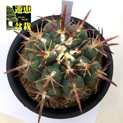 サボテン：テロカクタス 紅鷹*幅10cm 現品！一品限り : 遊恵盆栽