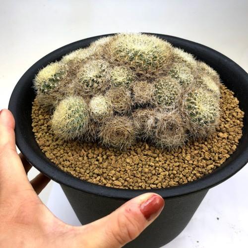 サボテン スルコレブチア アルビダ 幅16cｍ 現品 一品限り 群生の中にしぼんだ部分あり S9003v 遊恵盆栽 Yahoo 店 通販 Yahoo ショッピング