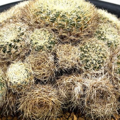 サボテン スルコレブチア アルビダ 幅16cｍ 現品 一品限り 群生の中にしぼんだ部分あり S9003v 遊恵盆栽 Yahoo 店 通販 Yahoo ショッピング