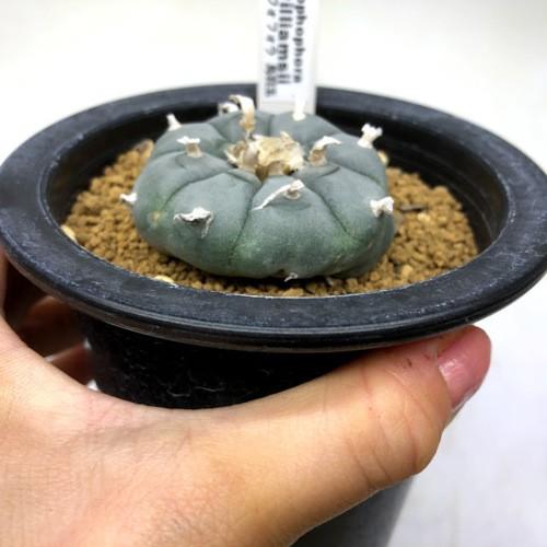 サボテン：ロフォフォラ 烏羽玉（うばたま）*幅5cm 現品！一品限り