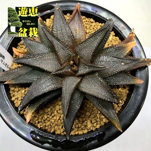 多肉植物：ハオルチア コエルマニオルム*幅13cm 現品！一品限り ※葉