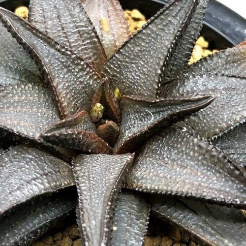 ハオルチオプシス コエルマニオルム 変種 マクマトリー CCM-1 子付 ハオルチオプシス コエルマニオルム 変種 マクマトリー CCM-1 子