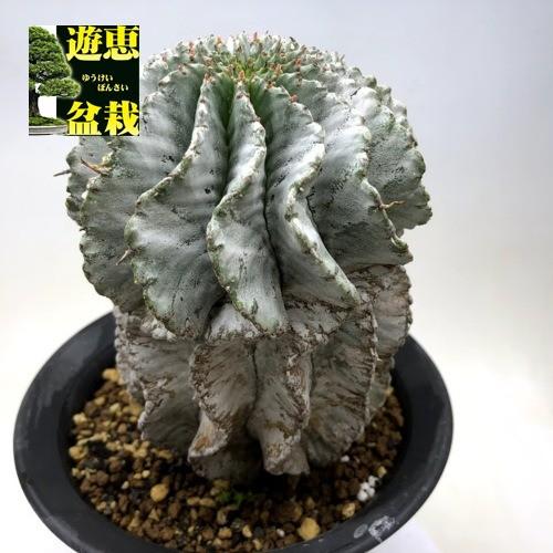 多肉植物:ユーフォルビア 白ホリダ*幅10cm 現品!一品限り 多肉植物:ユーフォルビア 白ホリダ*幅10cm 現品!一品限り