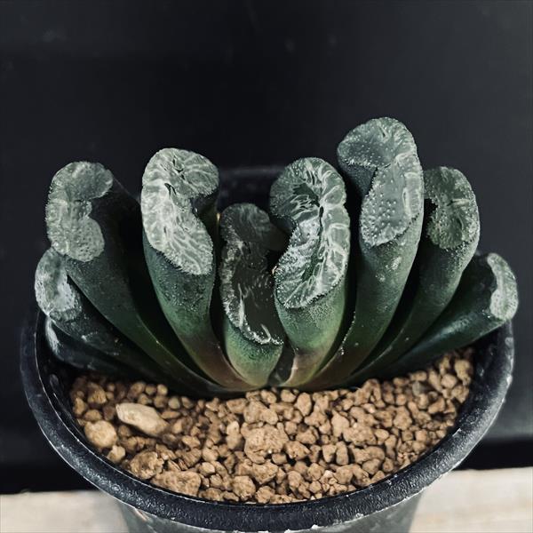 38a 多肉植物 ハオルチア　大黒玉扇錦　自家繁殖　鉢植え発送 多肉植物：ハオルチア 玉扇 敦盛*幅7cm : 遊恵盆栽 Yahoo!店 - 通販