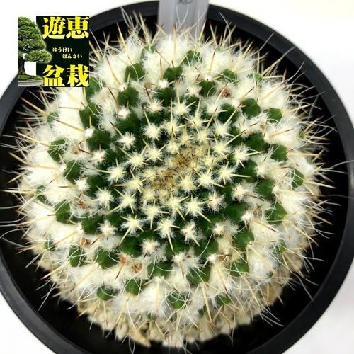 サボテン マミラリア 白蛇丸 幅7 5cｍ 現品 一品限り S9038v 遊恵盆栽 Yahoo 店 通販 Yahoo ショッピング