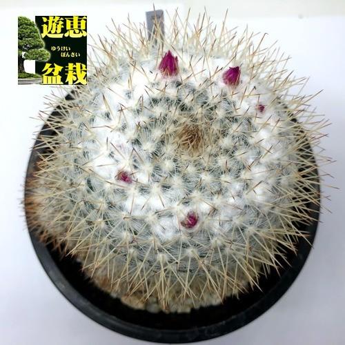 サボテン：マミラリア ディアルバータ*幅8cm 現品！一品限り : 遊恵