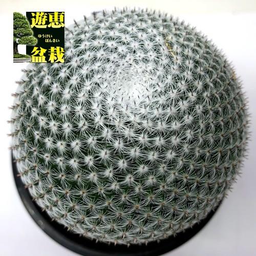 サボテン：マミラリア 日月*幅8.5cm 現品！一品限り : 遊恵盆栽 Yahoo