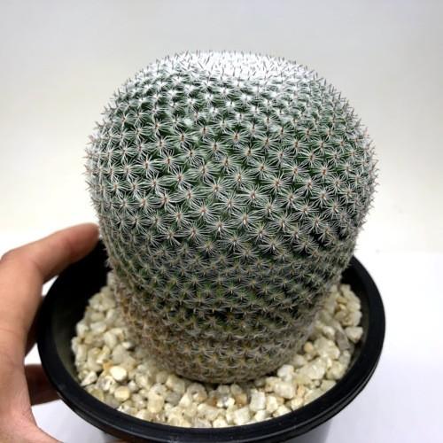 サボテン：マミラリア 日月*幅8.5cm 現品！一品限り : 遊恵盆栽 Yahoo