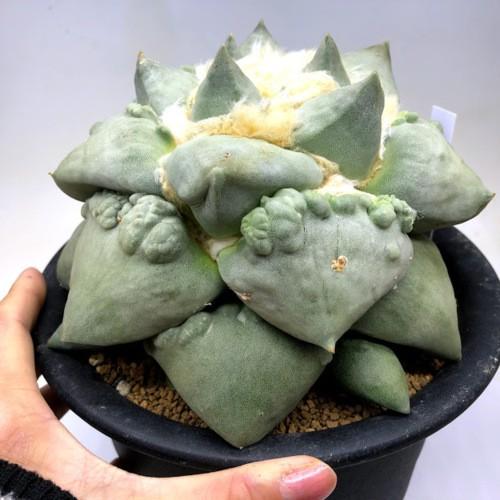 サボテン アリオカルプス 花牡丹モンスト 幅16cｍ 現品 一品限り S9060v 遊恵盆栽 Yahoo 店 通販 Yahoo ショッピング