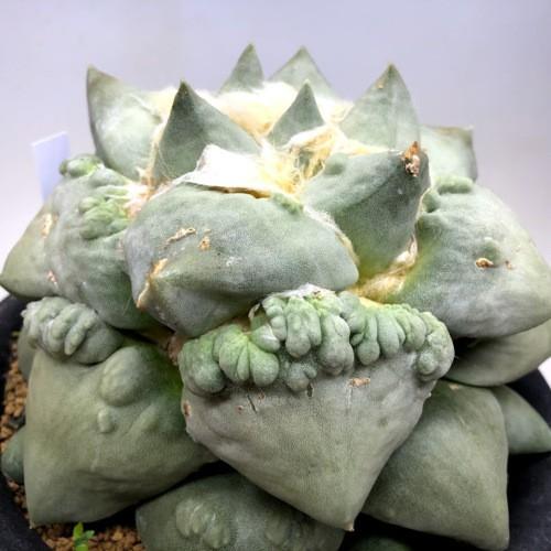 サボテン アリオカルプス 花牡丹モンスト 幅16cｍ 現品 一品限り S9060v 遊恵盆栽 Yahoo 店 通販 Yahoo ショッピング