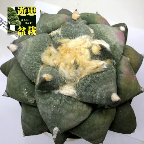 サボテン アリオカルプス 花牡丹 幅16cｍ 現品 一品限り S9062v 遊恵盆栽 Yahoo 店 通販 Yahoo ショッピング