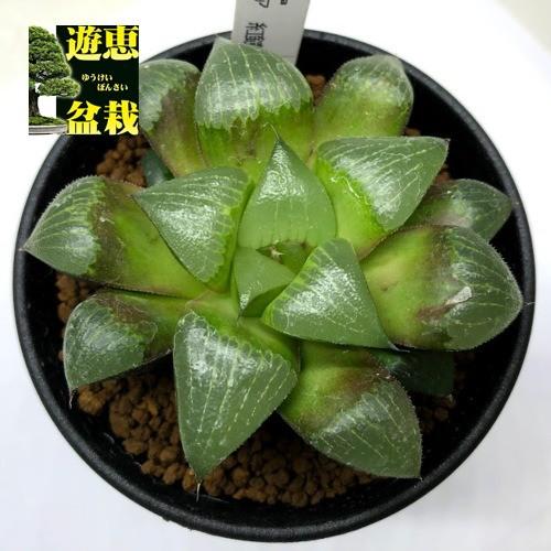 ハオルチア⭐️ 臙脂(えんじ)⭐️ 斑入り 美苗　美品　発根済み。 多肉植物ハオルチア属 十二の爪 - メルカリ