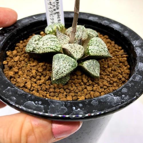 ハオルチア ピクタ モザイクモンストローサ 多肉植物 Y氏 ビッチェ