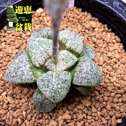 ブランド直営 多肉植物 ハオルチア 関西系モザイクピクタ 幅5 5cm 現品 一品限り 最安値に挑戦 R4urealtygroup Com