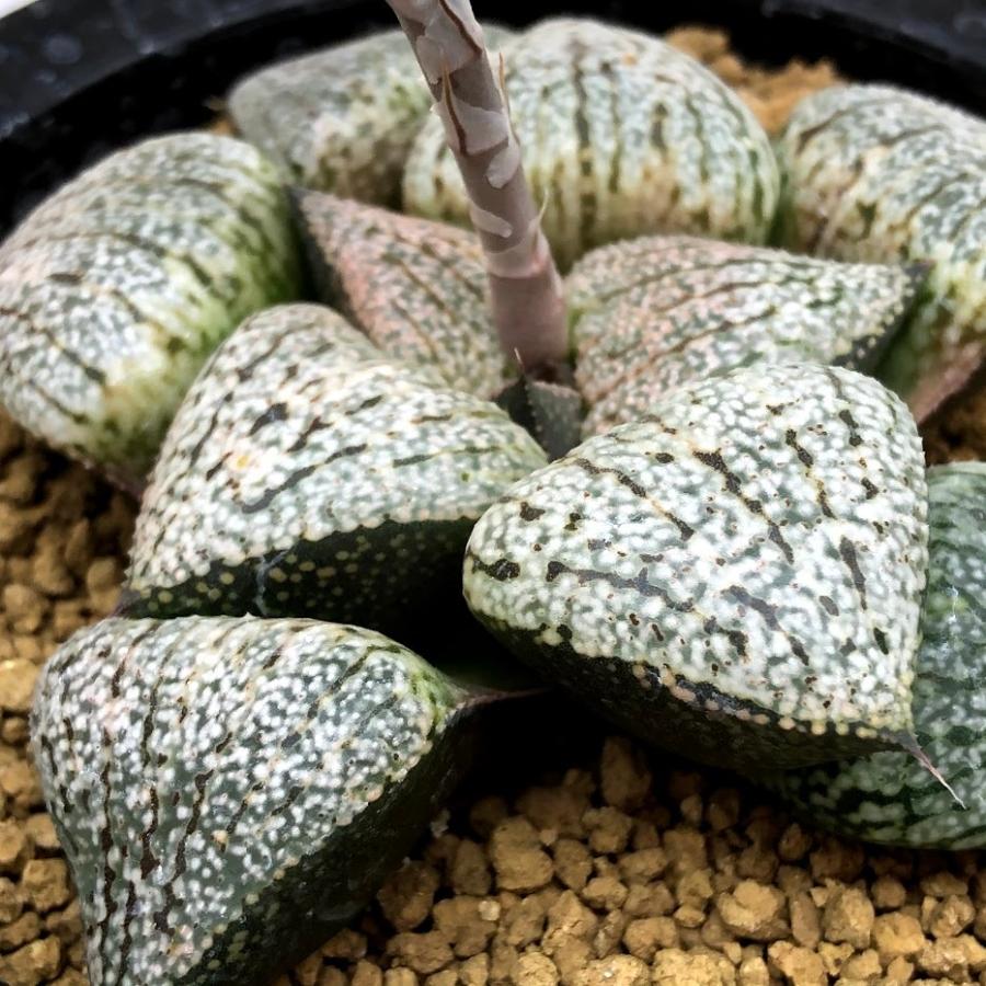 多肉植物 ハオルチア ピクタ 小澤モザイク