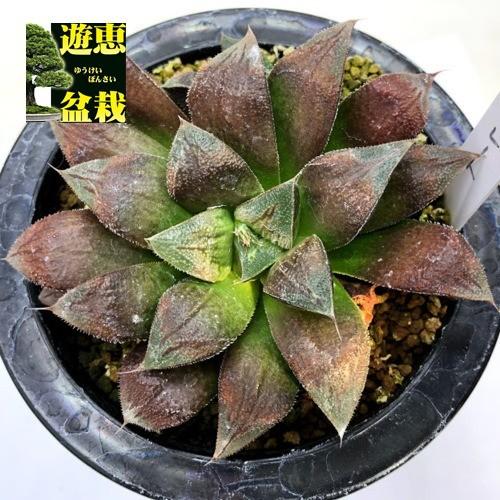多肉植物：ハオルチア チョコレート*幅9.5cm 現品！一品限り : 遊恵