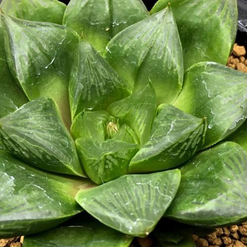 多肉植物：ハオルチア オブツーサ錦×コンプト N1大型ダルマ*幅8cm 現品