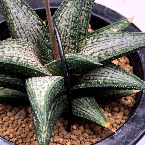 多肉植物：ハオルチア 錦帯橋*幅10cm 現品！一品限り : 遊恵盆栽