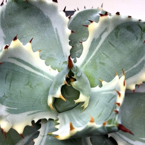 多肉植物：アガベ 甲蟹錦（カブトガニニシキ）*幅12cm 現品！一品