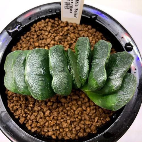 多肉植物：ハオルチア 静鼓（せいこ）*M 幅8cm : 遊恵盆栽 Yahoo!店