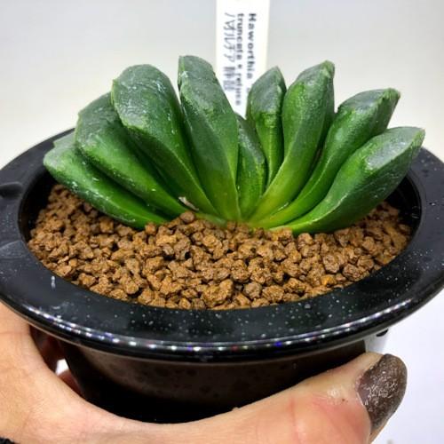 多肉植物：ハオルチア 静鼓（せいこ）*M 幅8cm : 遊恵盆栽 Yahoo!店