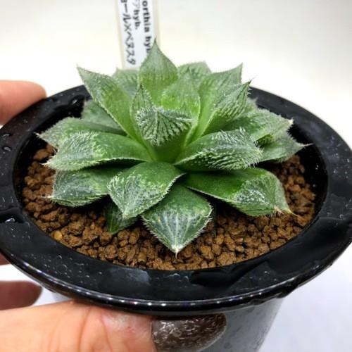 多肉植物：ハオルチア マジョール×ベヌスタ*幅9cm : 遊恵盆栽 Yahoo 