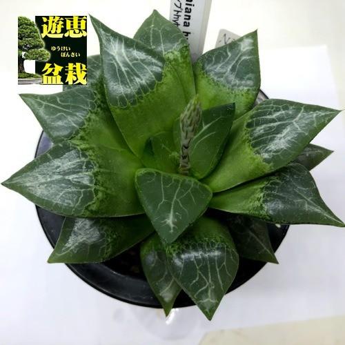 多肉植物：ハオルチア コンプトニアーナ hyb.*幅12cm 現品！一品限り