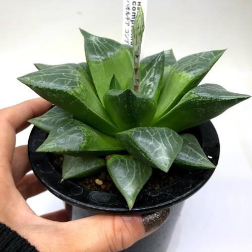 多肉植物：ハオルチア コンプトニアーナ hyb.*幅12cm 現品！一品限り