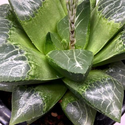 多肉植物：ハオルチア コンプトニアーナ hyb.*幅12cm 現品！一品限り