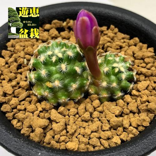 サボテン：マミラリア サボアエ ハウディアーナ*幅4cm : 遊恵盆栽