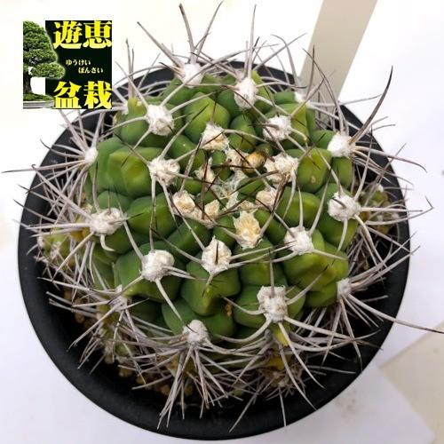 サボテン：ギムノカリキウム 天賜玉*幅9cm 現品！一品限り : 遊恵
