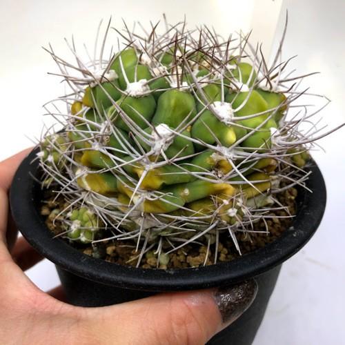 サボテン：ギムノカリキウム 天賜玉*幅9cm 現品！一品限り : 遊恵