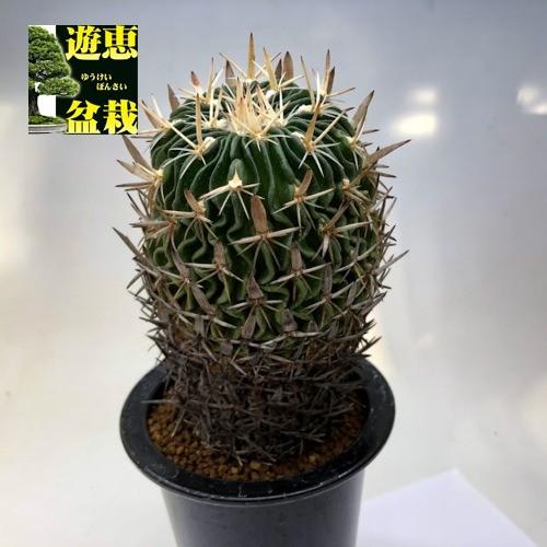 サボテン：エキノフォスロカクタス*幅8cm 現品！一品限り : 遊恵盆栽