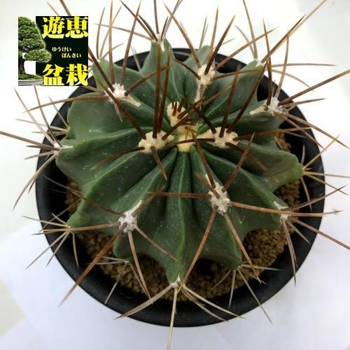 サボテン：フェロカクタス 竜虎 実生*幅11cm 現品！一品限り : 遊恵