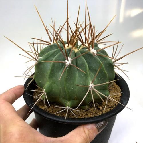 サボテン：フェロカクタス 竜虎 実生*幅11cm 現品！一品限り : 遊恵