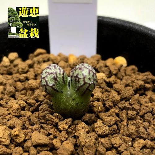 多肉植物：コノフィツム ルックホフィー*全幅1cm : 遊恵盆栽 Yahoo!店