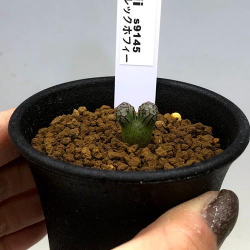 多肉植物：コノフィツム ルックホフィー*全幅1cm : 遊恵盆栽 Yahoo!店