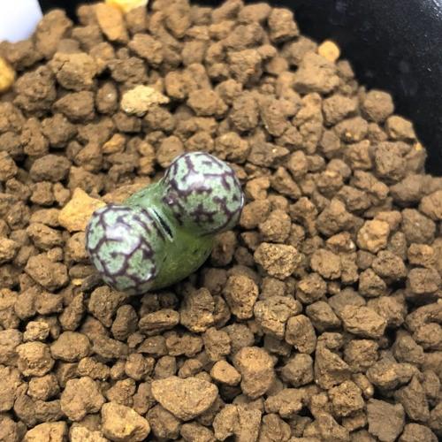 多肉植物：コノフィツム ルックホフィー*全幅1cm : 遊恵盆栽 Yahoo!店